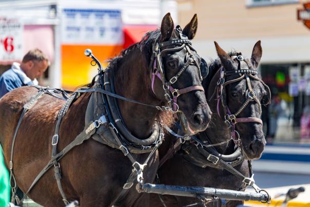 Where Mackinac Island horses go in winter