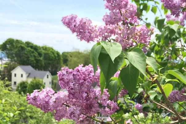 Why there are so many beautiful lilacs on Mackinac Island