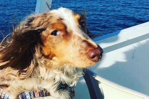 Things to Know Before Bringing Your Dog to Mackinac Island