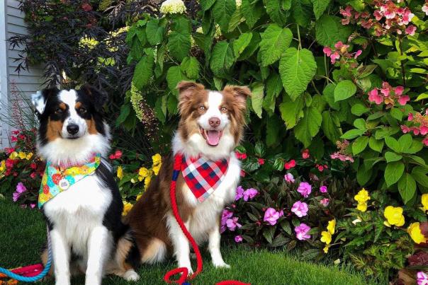 A Dog-Friendly Trip to Mackinac Island