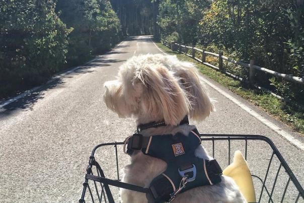 Dogs of Mackinac Island: Fido’s travel guide (in pictures)