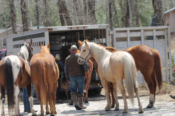 First sign of spring on Mackinac Island: Horses returning!