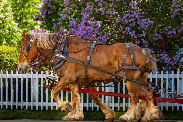 A pair of horses pulls a carriage past blooming lilacs on Mackinac Island