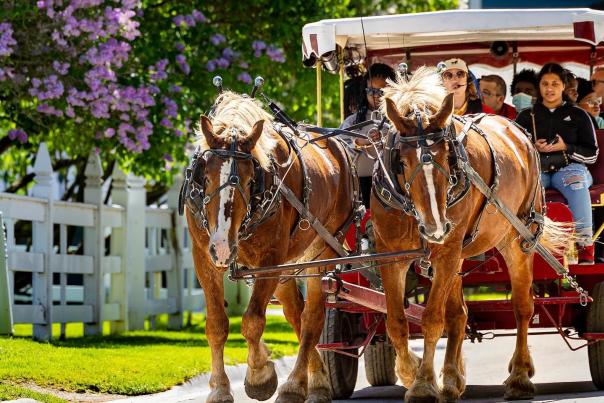 Two horses pull a Mackinac Island carriage tour past blooming lilacs