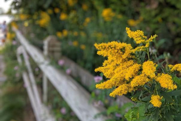 5 tips for finding spring wildflowers on Mackinac Island
