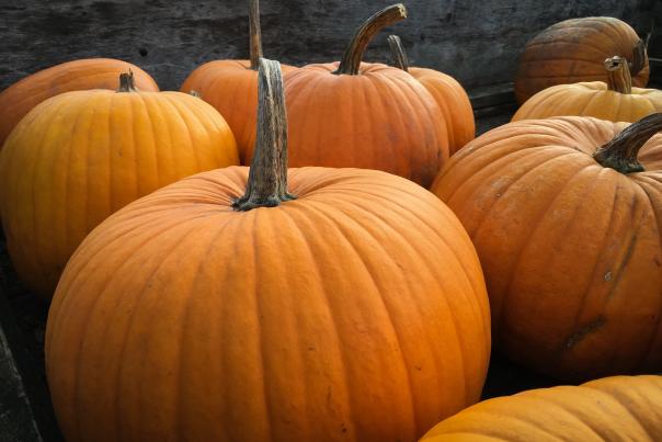Pumpkin Stock Image