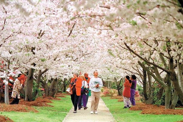 Cherry Blossom Canopy