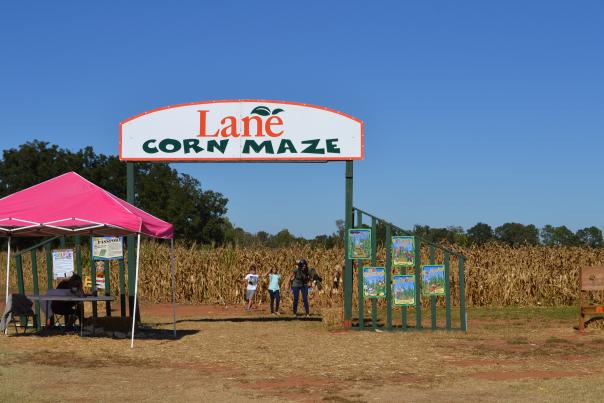 Lane Corn Maze