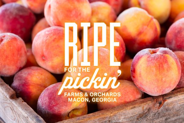 Blog Peaches and Strawberry Farm Orchards