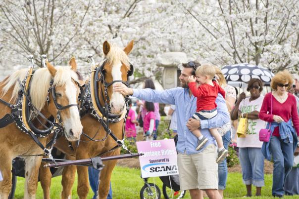 Cherry Blossom Carriage