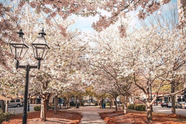 Kimie Yates Cherry Blossom