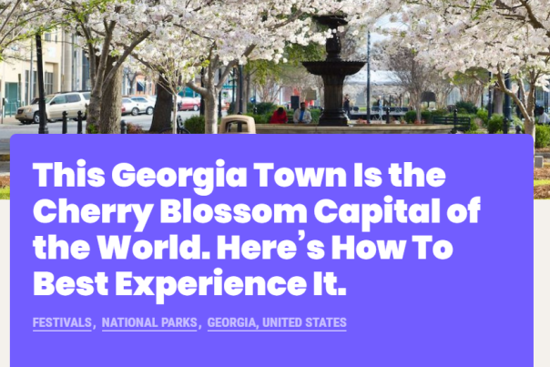 Cherry Blossom Article