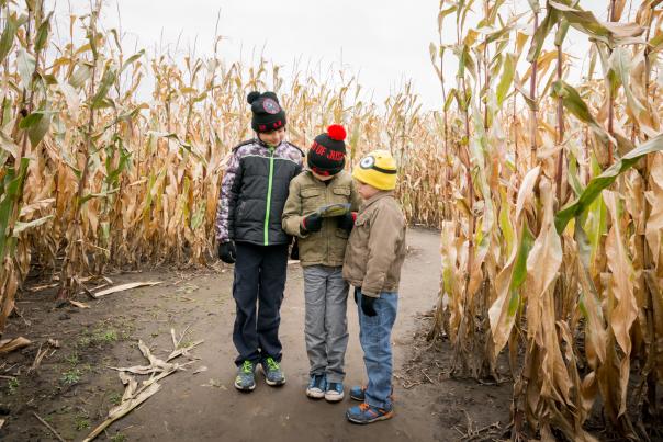Three kids try to navigate through a corn maze