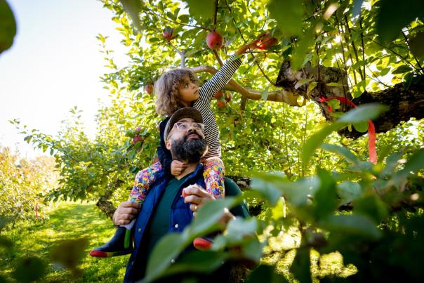A man carries a small girl on his shoulders through an apple orchard. The girl is picking an apple