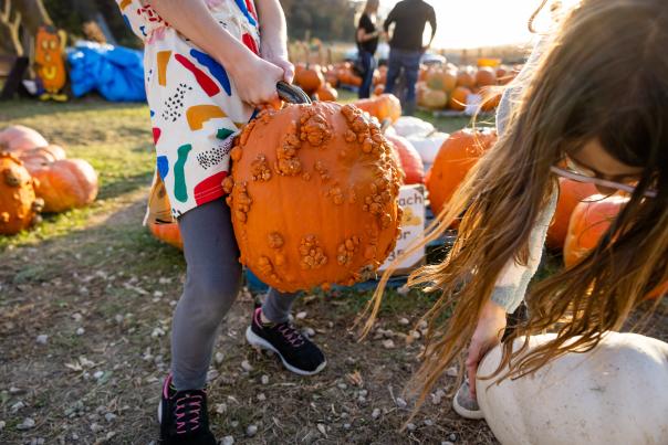 A close up of a large pumpkin within a large pumpkin patch. A young girl with a colorful shirt is picking it up.