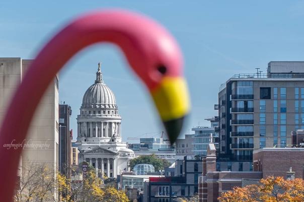 A view of the Capitol in the background and a plastic pink flamingo in the foreground