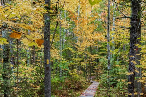 A Path Through A Forest In Maine