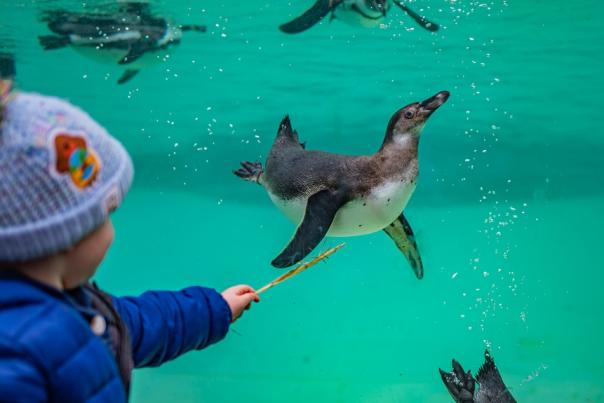 Child playing with penguins at Chester Zoo
