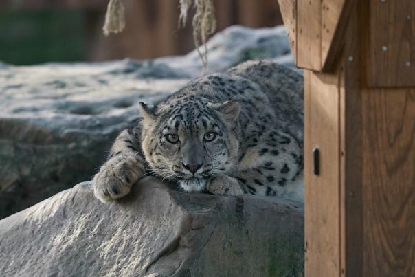 Snow leopard at Chester Zoo
