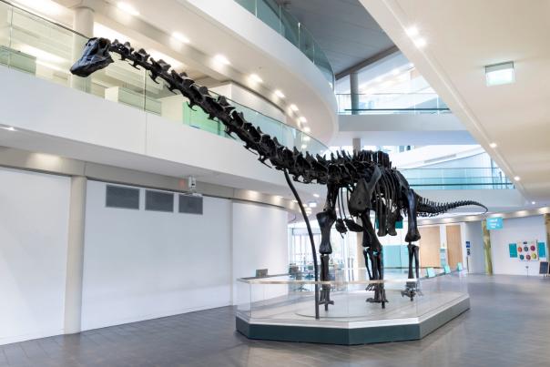 Dippy Virtual Tour Launched