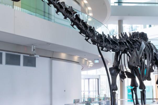 Dippy in Rochdale to hit the small screen once more