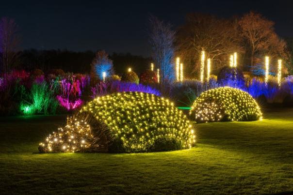 RHS Bridgewater Gardens Glow