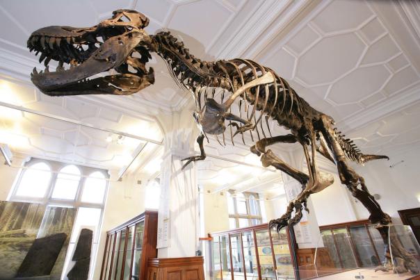 ‘It’s beautiful to be back’: Manchester Museum reopens to public