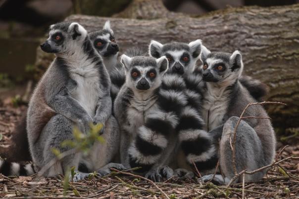Let’s Save Christmas with Chester Zoo