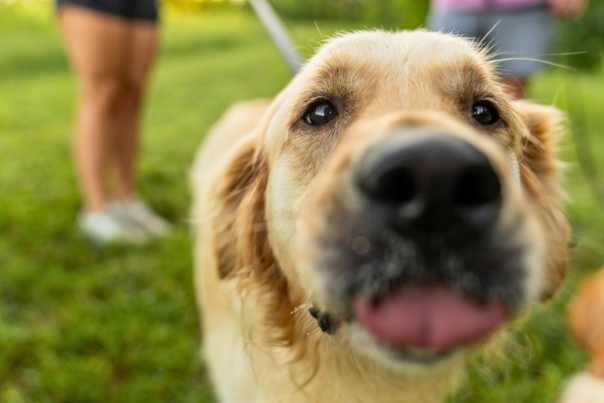 Golden dog with its tounge slightly out