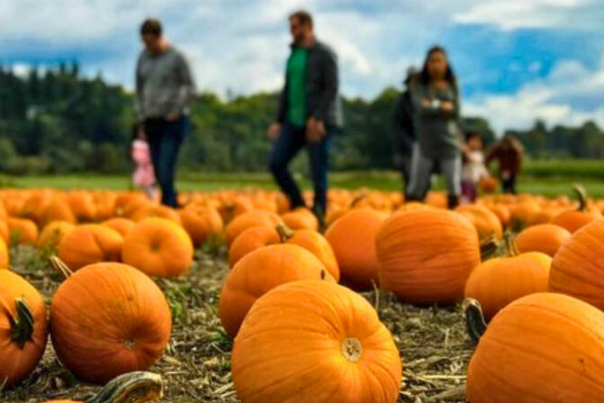 Family walking through a pumpkin patch