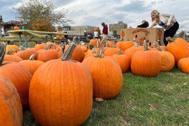 Pumpkins in grass at Burger Boat Park