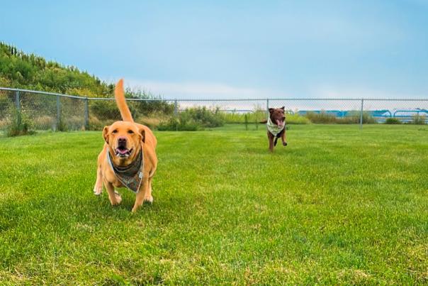 dogs running at Paws and Play Dog Park