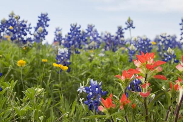 MarbleFalls-Texas-Spring-Wildflowers