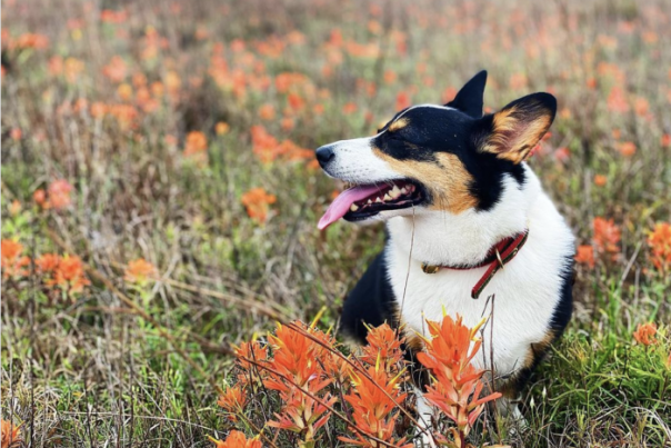 dog and wildflowers