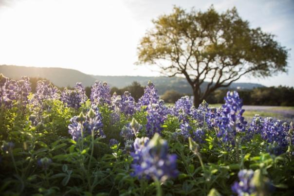 bluebonnets-at-sunset