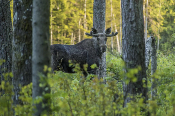 Moose in the woods