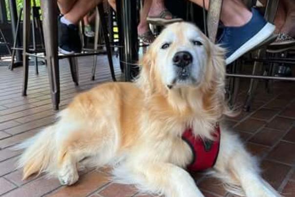 Where to Dine Outside with Your Dog on Martha’s Vineyard