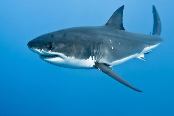 JAWS Tourism