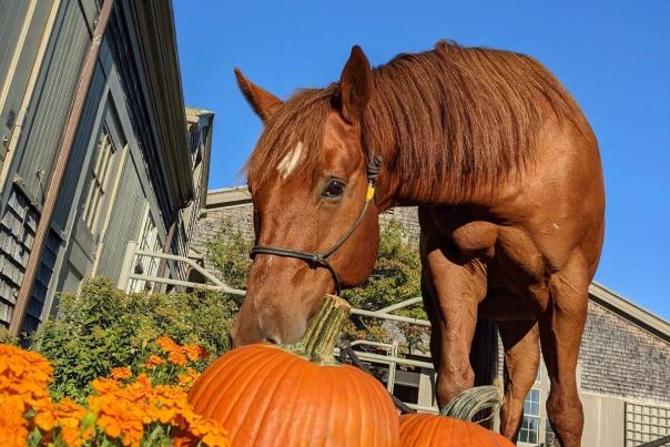 Martha’s Vineyard Chamber of Commerce Fall Activities Guide