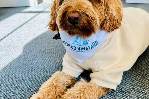 The Ultimate Guide to Exploring Martha's Vineyard with Your Dog