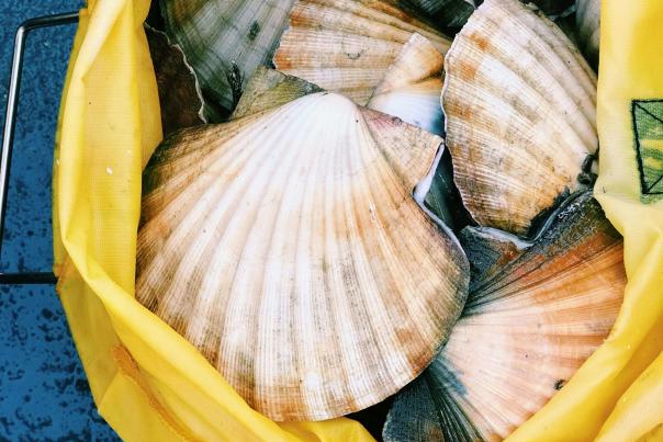 Rejoice, It’s Scallop Season: A Guide to Martha’s Vineyard’s Bay Scallops
