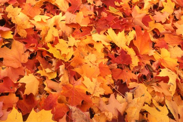 Autumn Color Banner