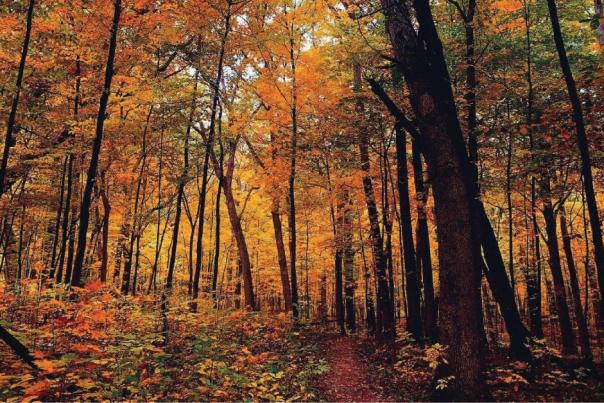 Coral Woods Consecration Area