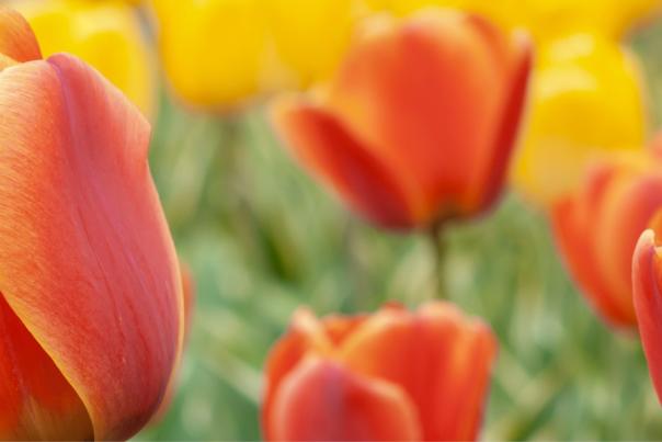 Tulip Blog