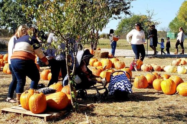 Pumpkin Farm at 5G Farm
