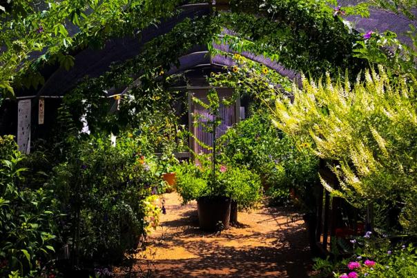 Photo of Heard Natural Science Museum Butterfly Gardens - by @kellenduplantis