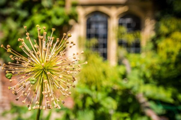 Corpus Christi College Garden