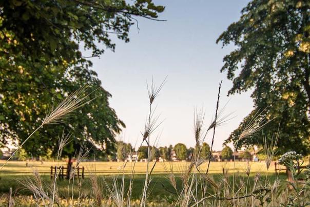 Blue skies and leafy trees, Midsummer Common, Cambridge.