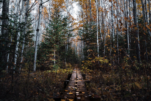 A hiking trail on a fall day in the Porcupine Mountains Wilderness State Park, located in the Upper Peninsula of Michigan