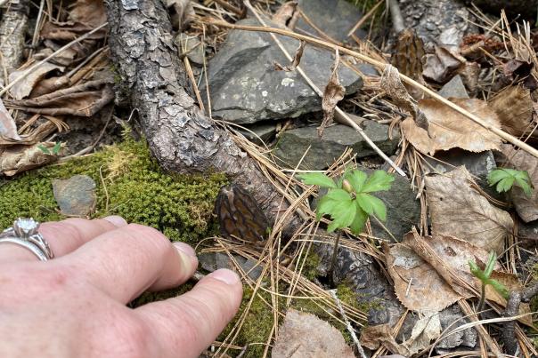 Morel mushroom hunting in the Upper Peninsula of Michigan